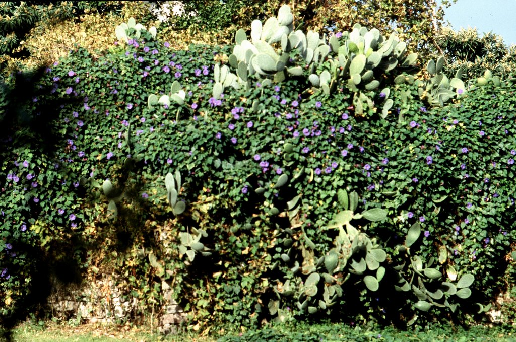 eolie1998-lipari (19).jpg