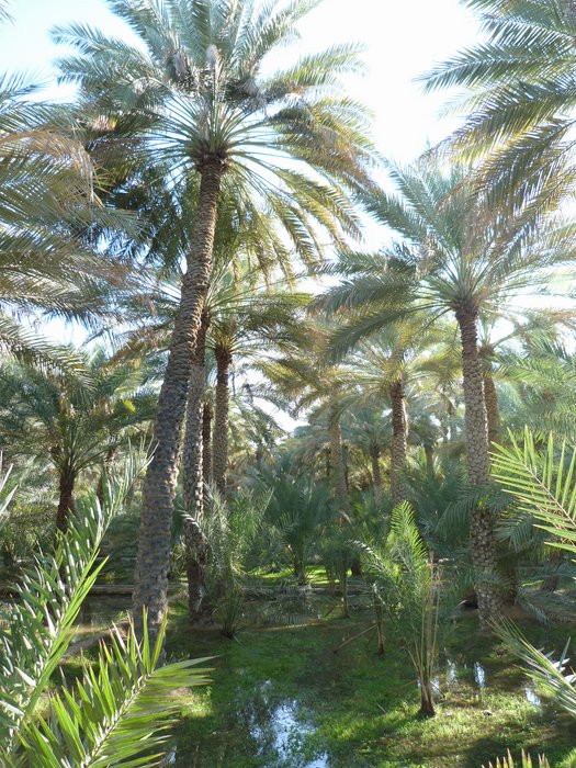 al ain - ph enricoG (10).JPG
