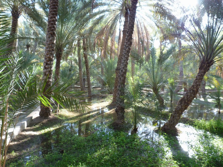 al ain - ph enricoG (9).JPG