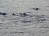 Oman-musandam - ph enricoG (123).JPG