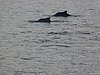 Oman-musandam - ph enricoG (124).JPG