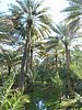 al ain - ph enricoG (10).JPG