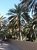al ain - ph enricoG (12).JPG