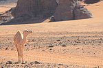 26 desertp haggar (214).JPG