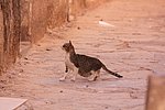33 El-Atteuf- gardaia (13).JPG