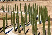 g str. buonconvento-asciano (13).JPG