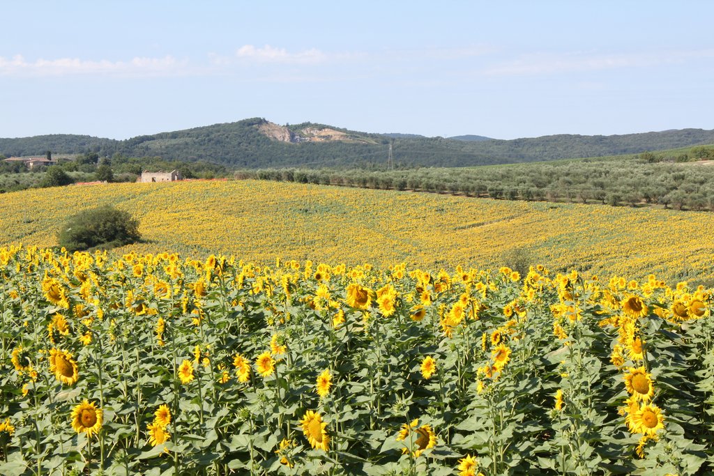 d val d-orcia (5).JPG