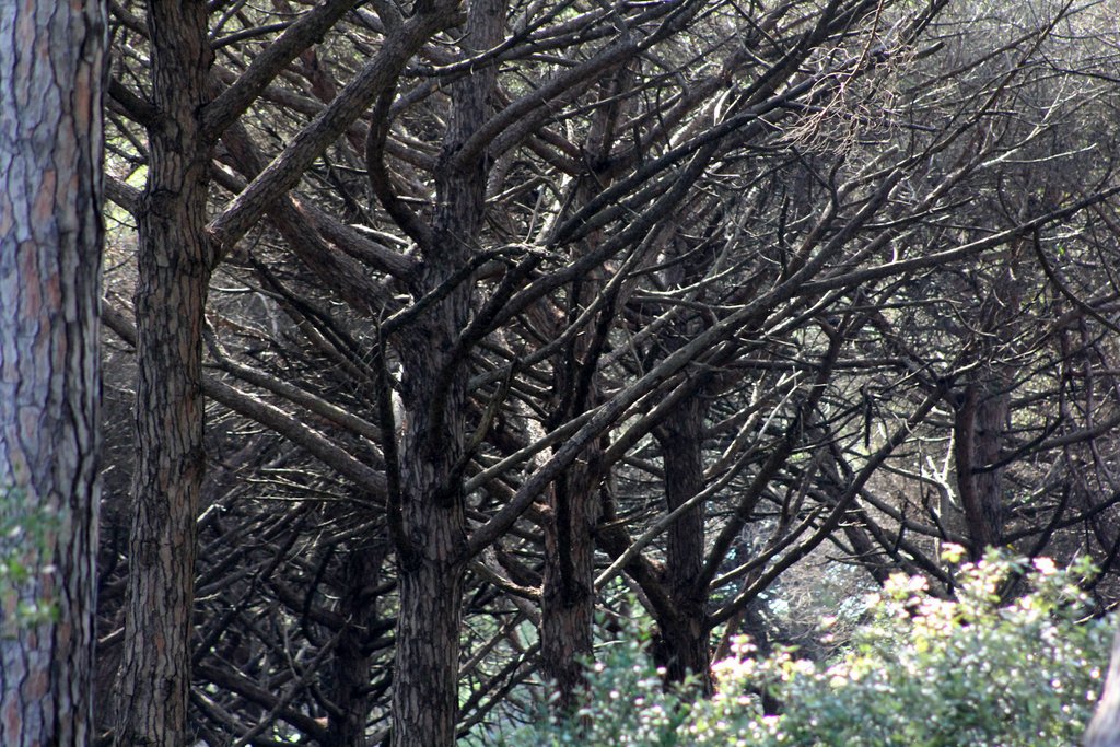 i torre astura (19).JPG