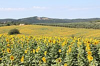 d val d-orcia (5).JPG