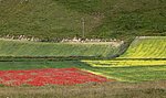 10 castellucio (26).JPG