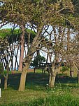 i golfo di baratti (5).jpg