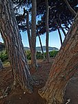 i golfo di baratti (7).jpg