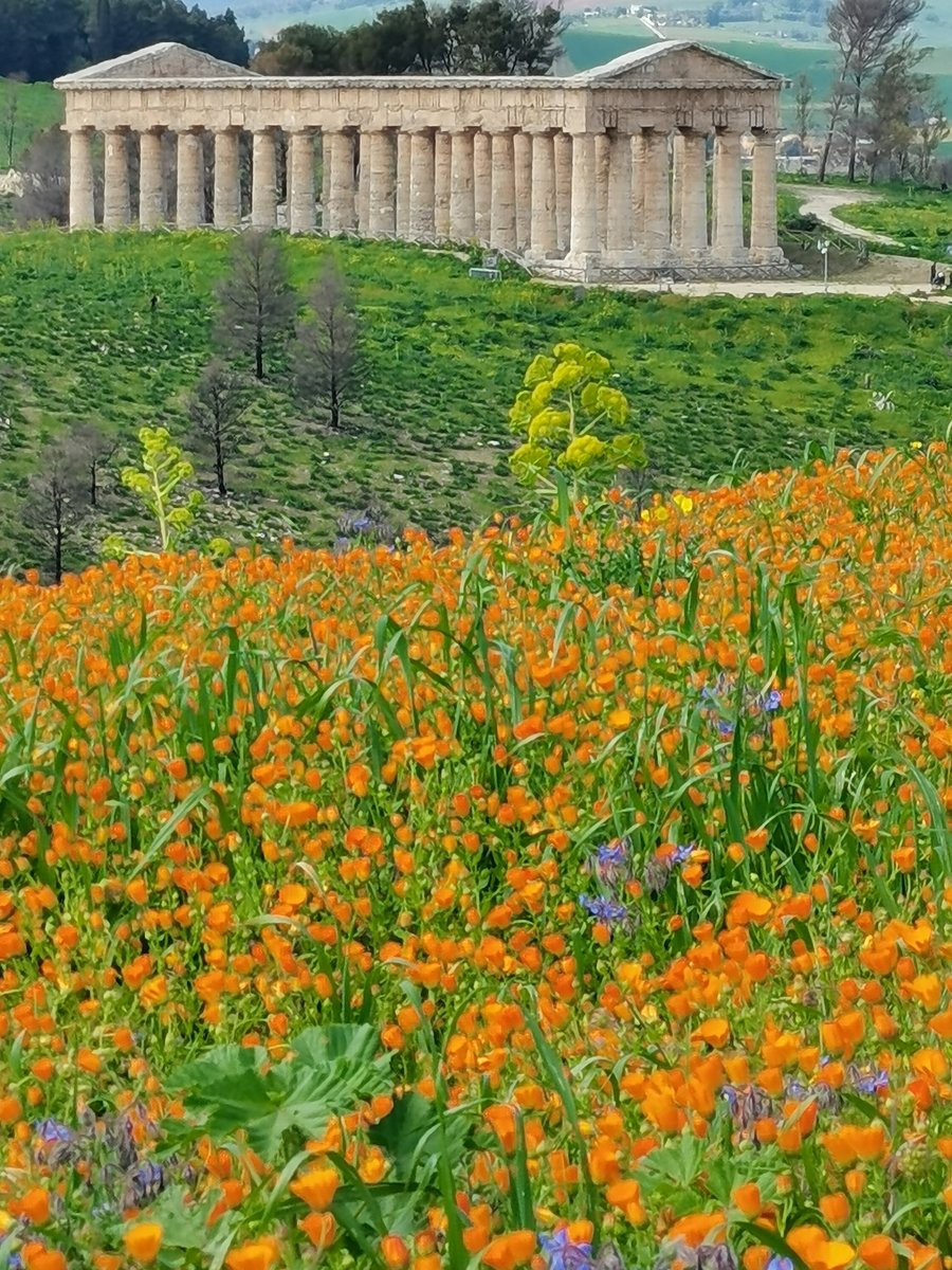 d1 Tempio di Segesta (7).jpg
