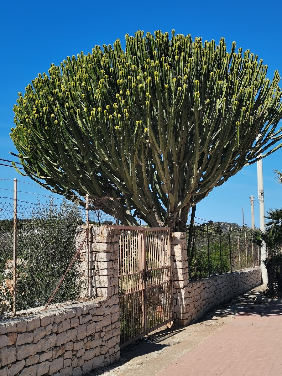 e san vito lo capo (24).jpg