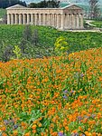 d1 Tempio di Segesta (7).jpg