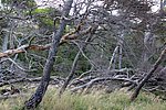 9 isole tremiti-san domino (15).JPG