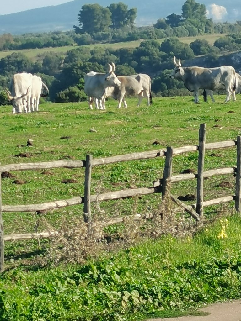 vulci - parco naturalistico-archeologico (31).jpg