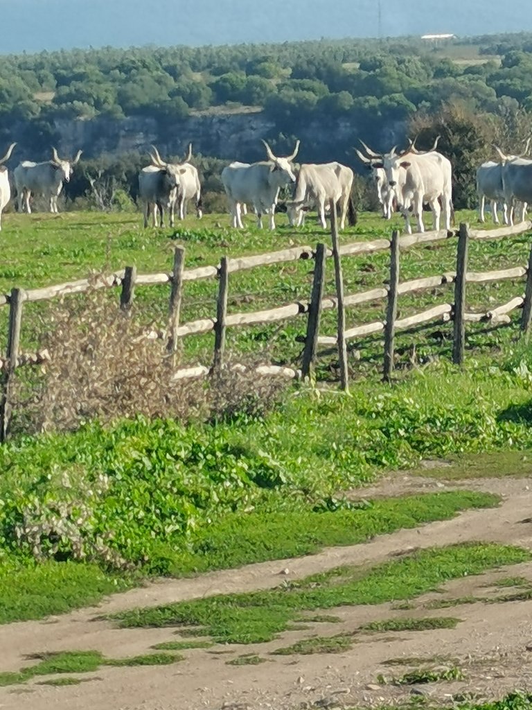 vulci - parco naturalistico-archeologico (32).jpg