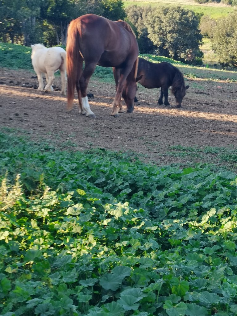 vulci - parco naturalistico-archeologico (5).jpg