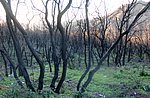 napoli-vesuvio (15).JPG