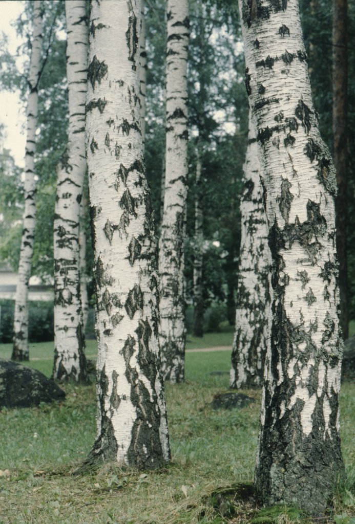 4swe (24).jpg