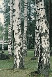 4swe (24).jpg
