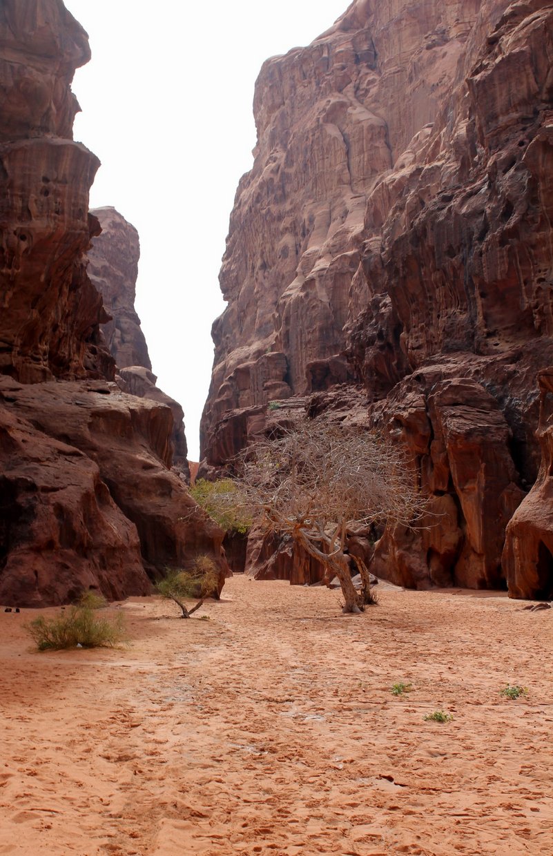 giordania - Wadi Rum  (52).jpg