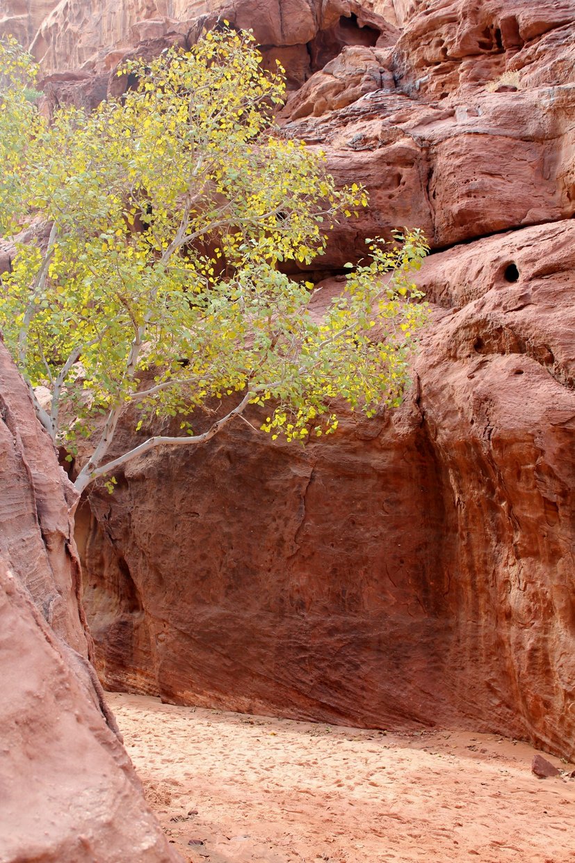 giordania - Wadi Rum  (55).jpg