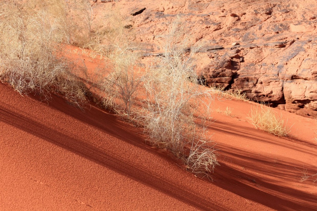 giordania - Wadi Rum  (73).jpg