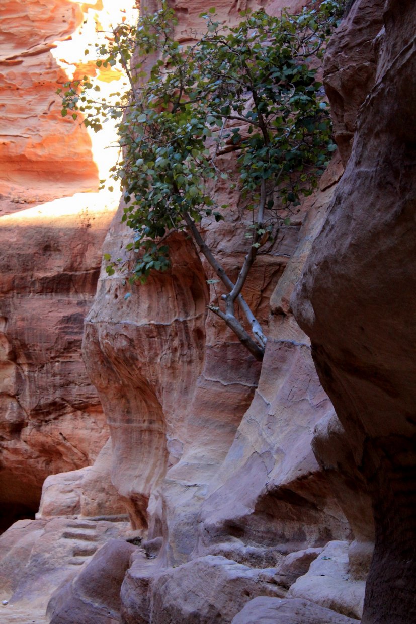 giordania - petra (23).jpg