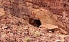giordania - Wadi Rum  (11).jpg