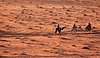 giordania - Wadi Rum  (37).jpg