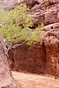 giordania - Wadi Rum  (55).jpg