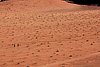giordania - Wadi Rum  (66).jpg