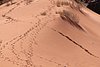 giordania - Wadi Rum  (70).jpg