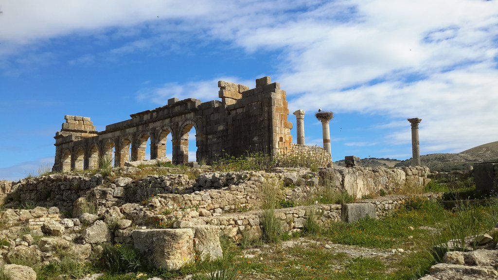 c volubilis (7).jpg