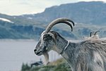 nor (60).jpg