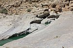 l_wadi_bani_khalid_ (1).jpg