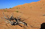 m_wahiba_sands (3).jpg
