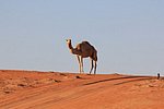 m_wahiba_sands (7).jpg