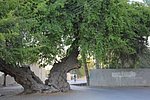 t_al_feequain (1).jpg