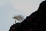 z14_wadi bani awf-snake_canyon (4).jpg