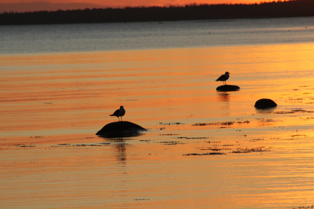 russia___tramonto_sul_mar_bianco__1_.jpg