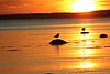 russia___tramonto_sul_mar_bianco.jpg