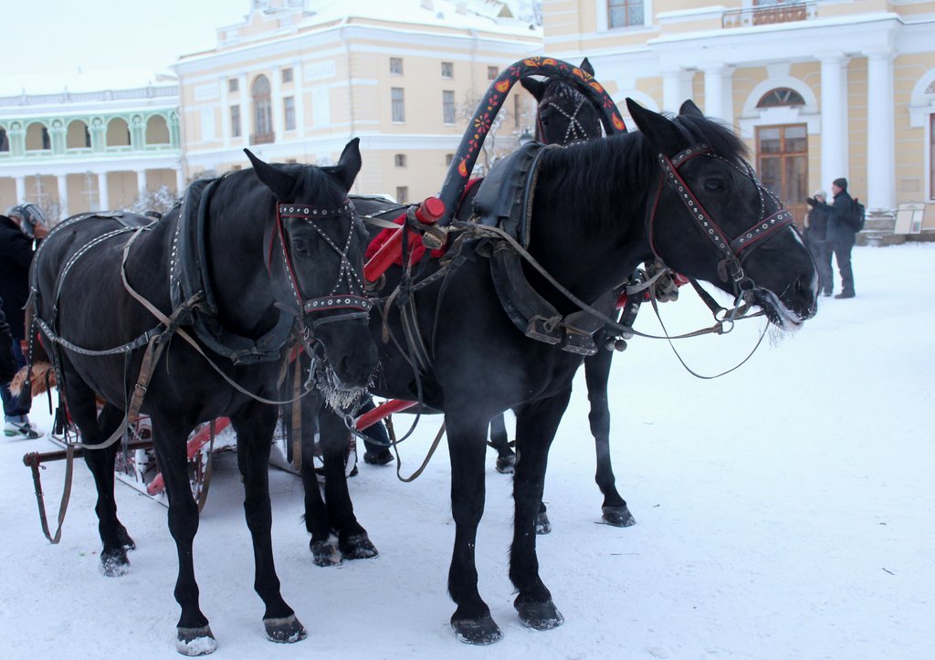 p pavlovsk (26).JPG