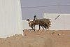 resi_q paese nubia 348 (20).jpg