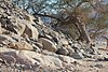 resi_v5 sulla via di berenice (9).jpg