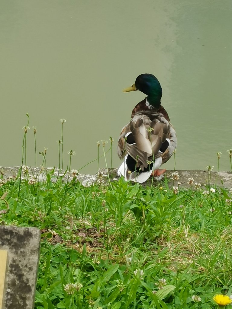 f treviso (102).jpg